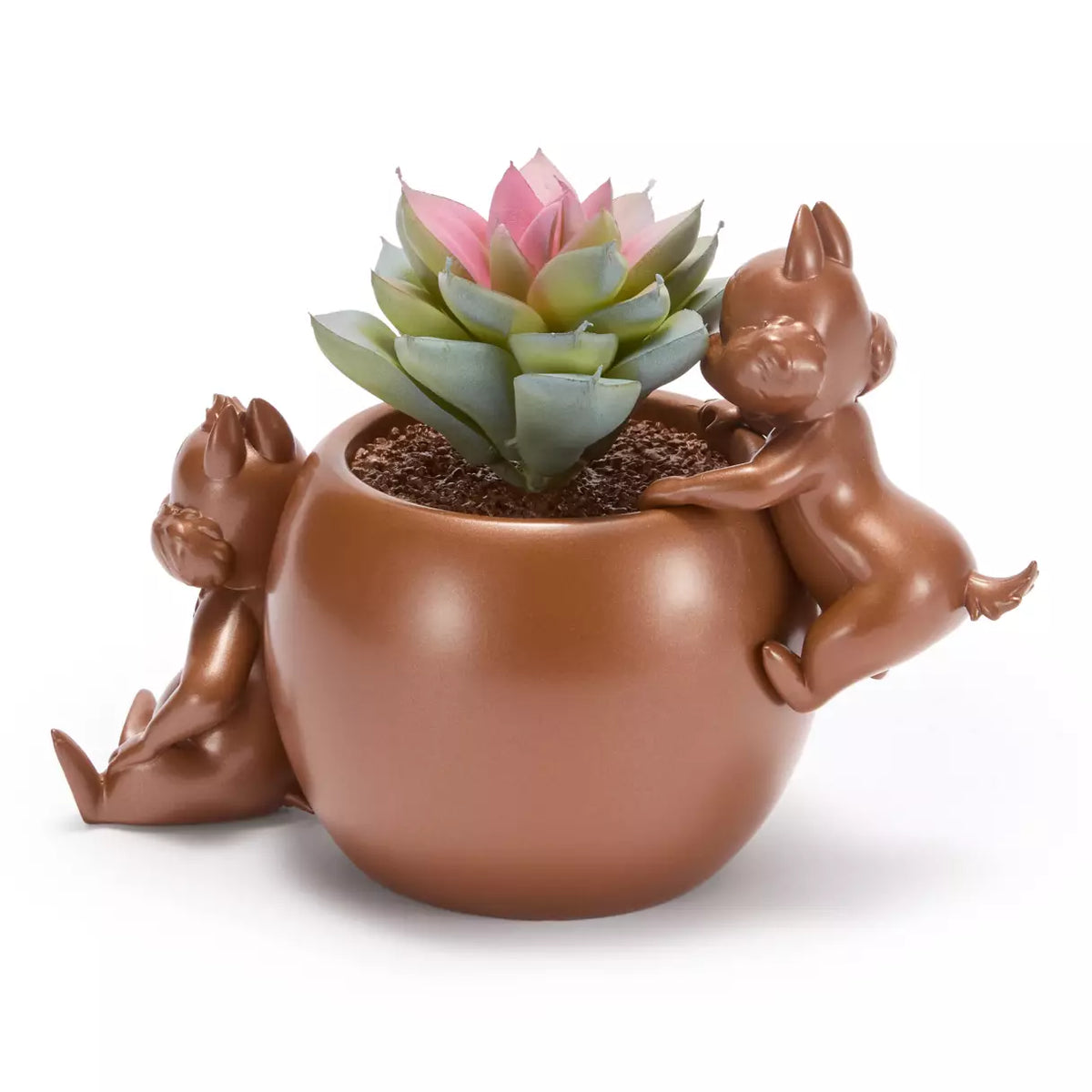 Chip n Dale Planta Suculenta