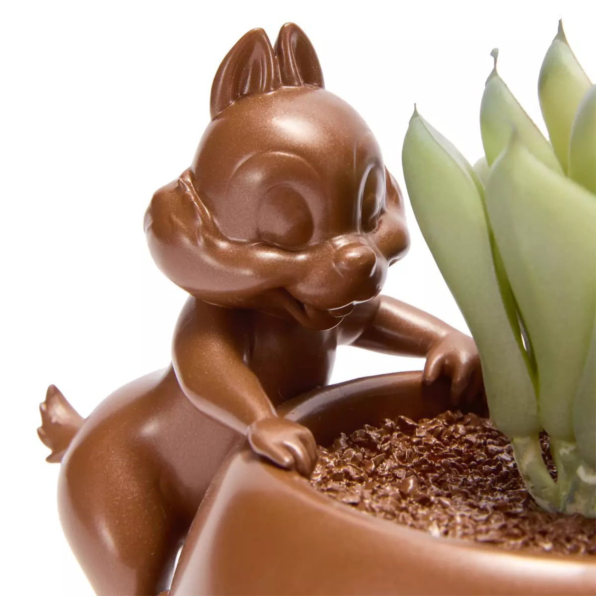 Chip n Dale Planta Suculenta
