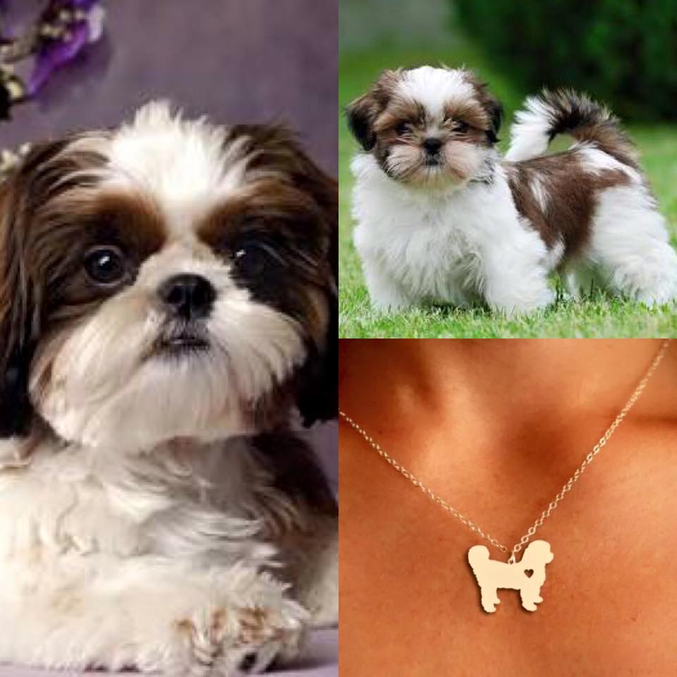 Collar De Perro (Shih-Tzu)