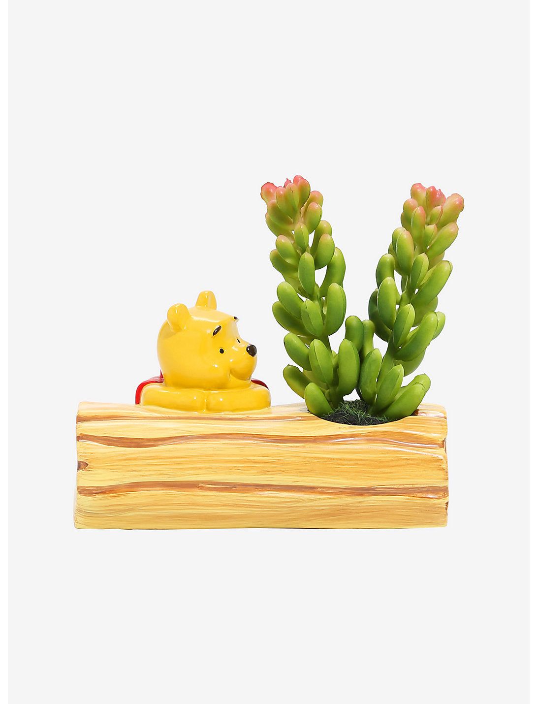 Winnie Pooh Planta Suculenta Escritorio