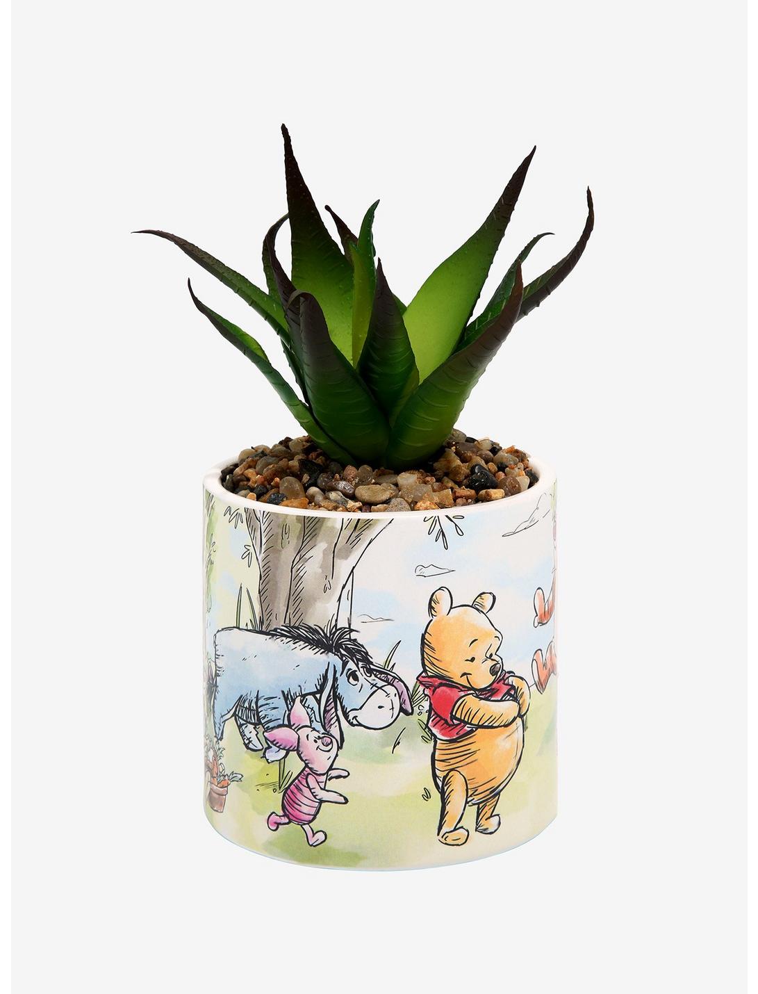 Winnie Pooh Plantas Suculenta
