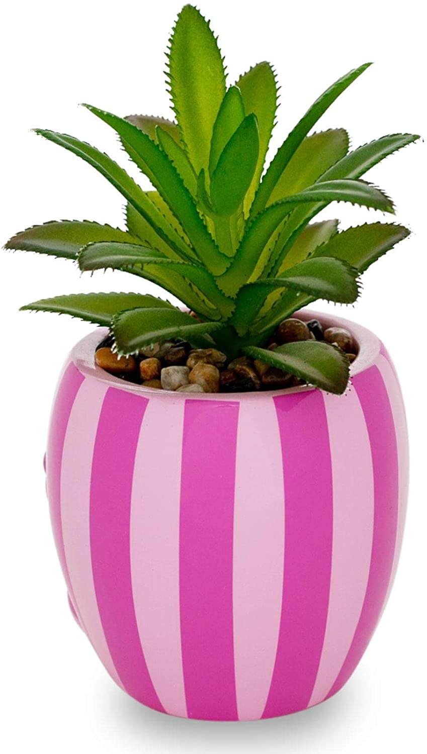 Alicia En El Pais De Las Maravillas Chesire Planta Suculenta