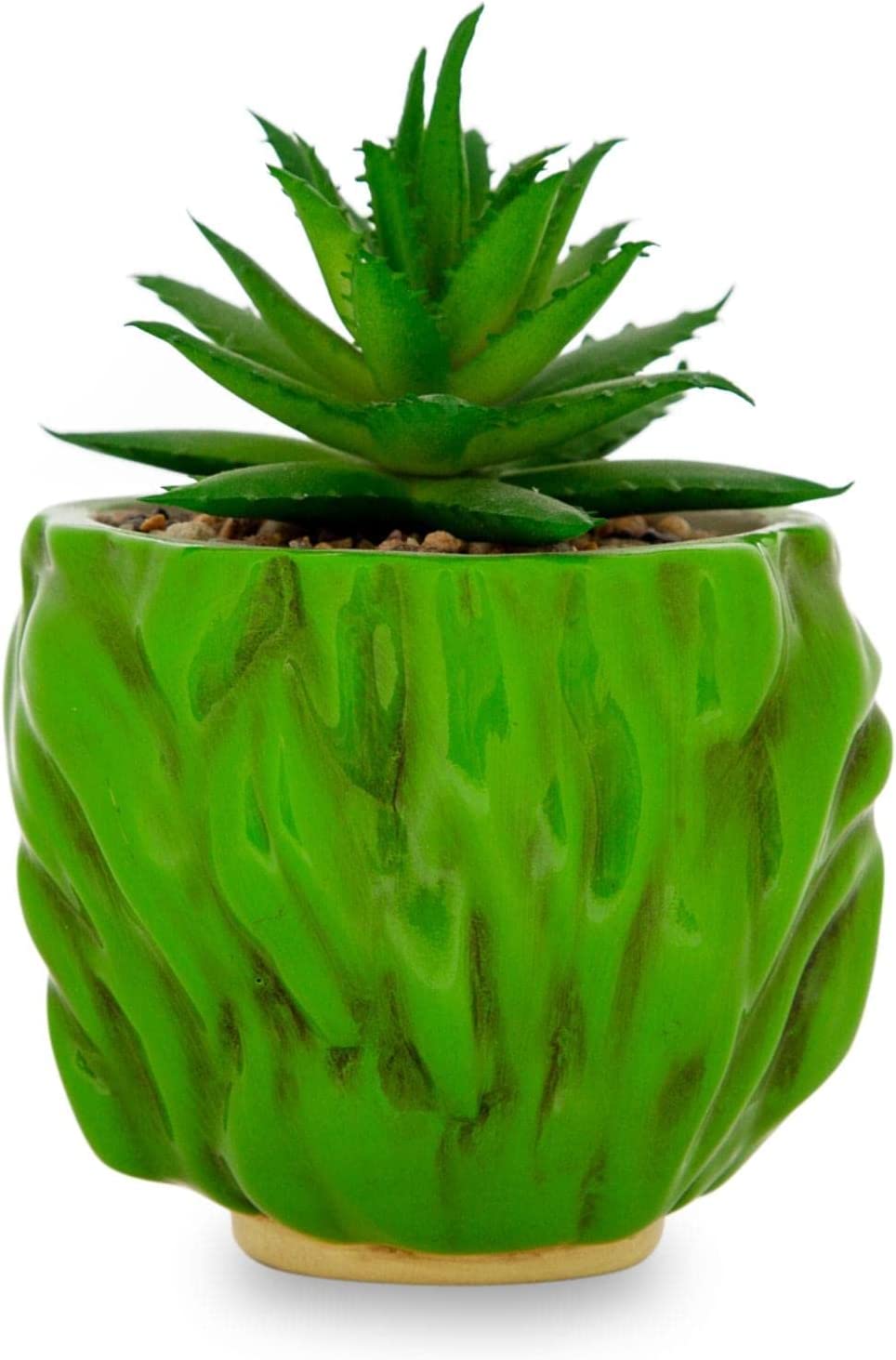 Beetlejuice Planta Suculenta