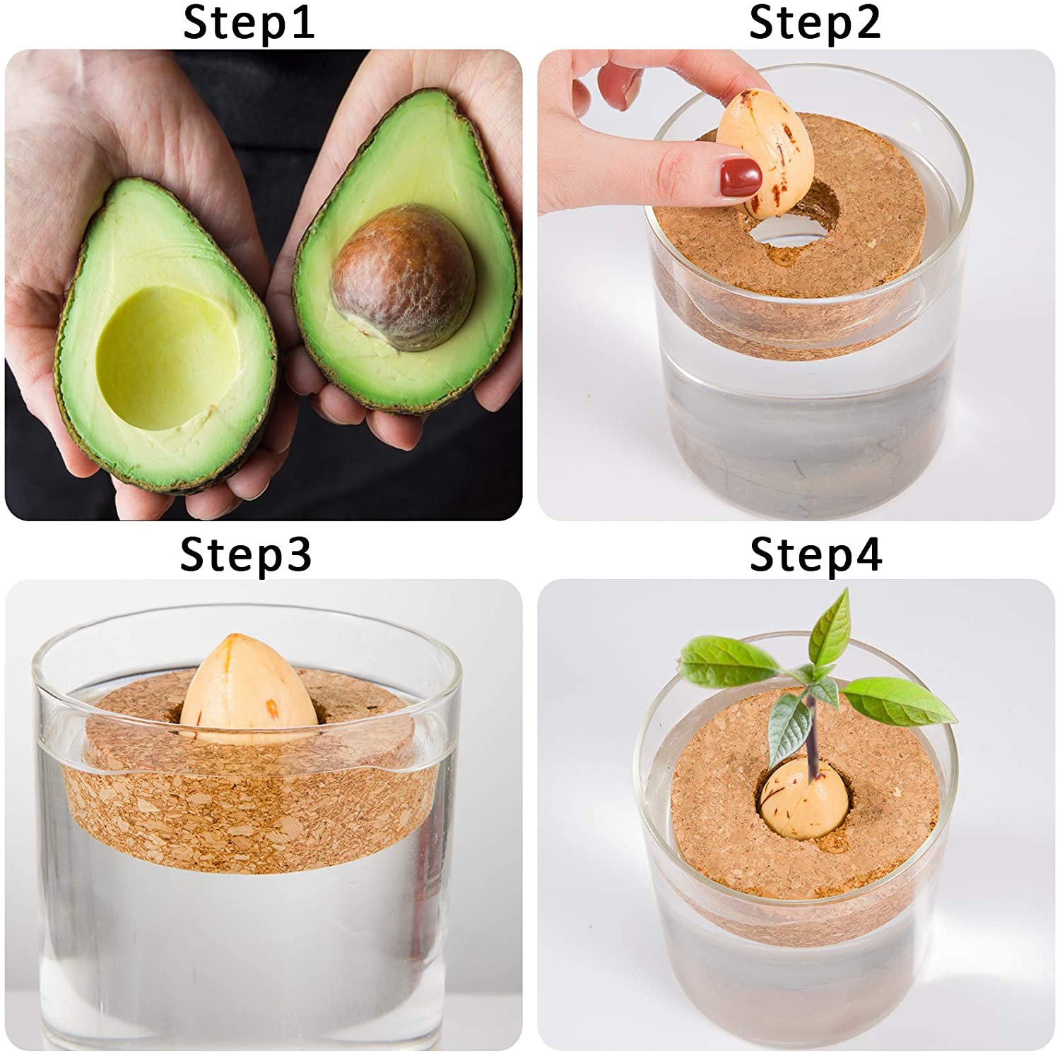Kit De Cultivo Aguacate