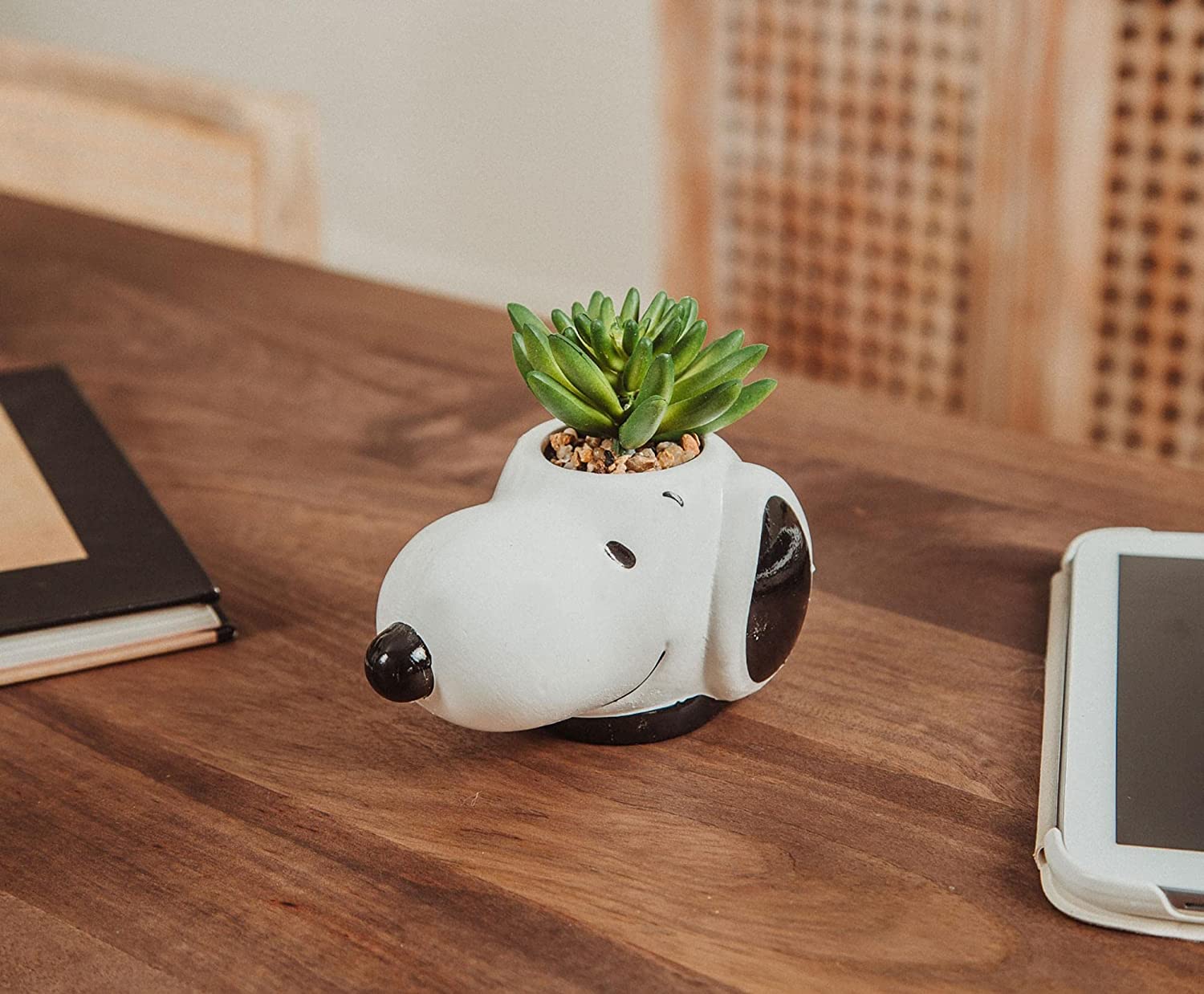 Snoopy Planta Suculenta