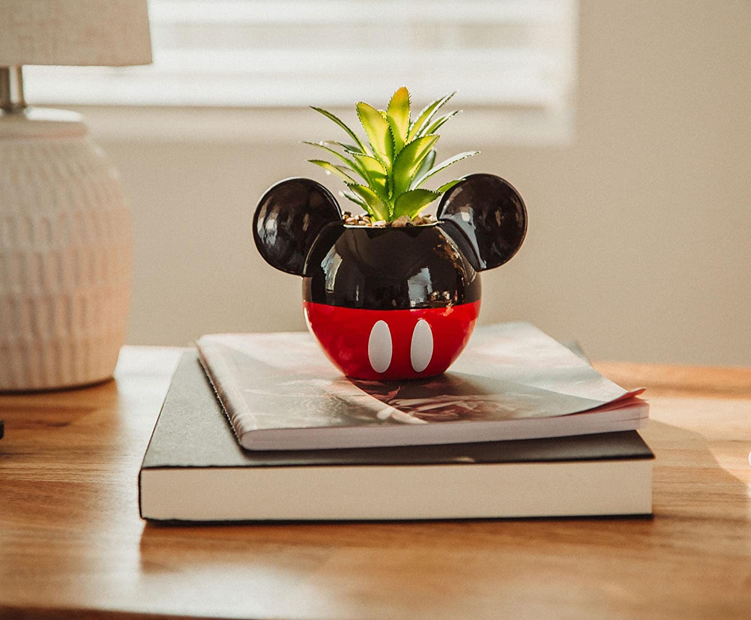 Mickey Mouse Planta Suculenta