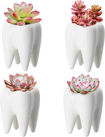 Dentista Set De Plantas Diente Suculenta