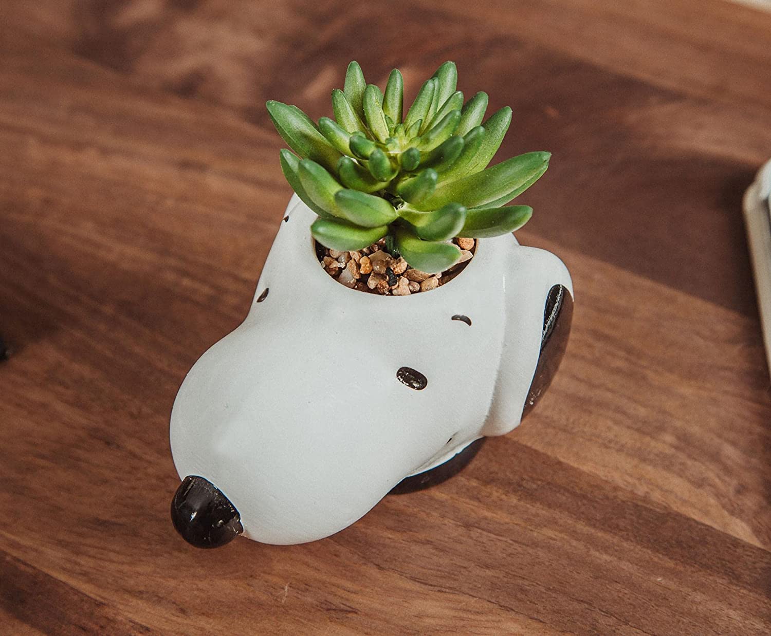Snoopy Planta Suculenta
