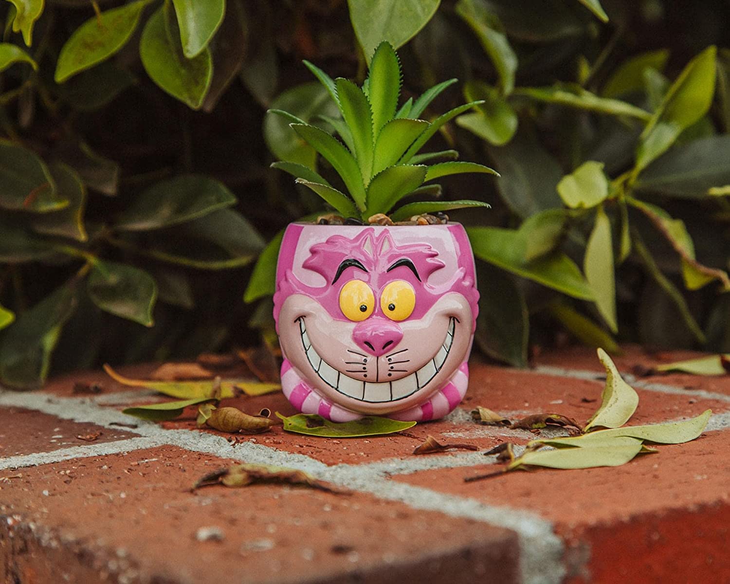 Alicia En El Pais De Las Maravillas Chesire Planta Suculenta