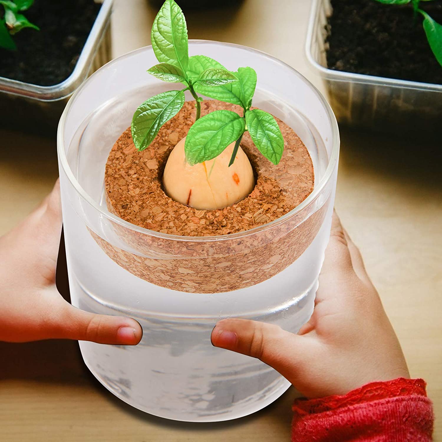 Kit De Cultivo Aguacate