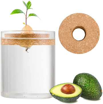 Kit De Cultivo Aguacate