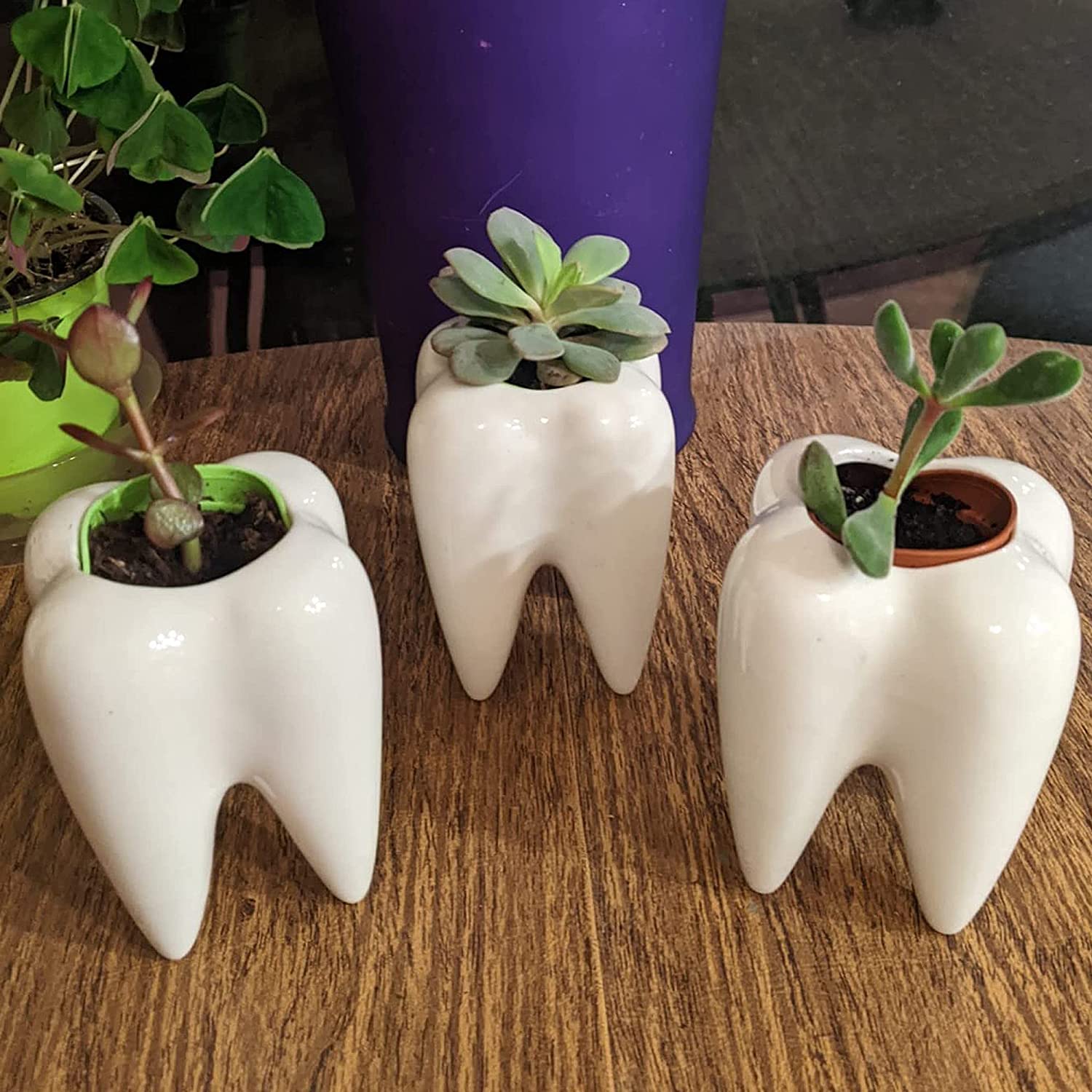 Dentista Set De Plantas Diente Suculenta