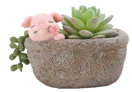 Base Planta Cerdito Suculenta