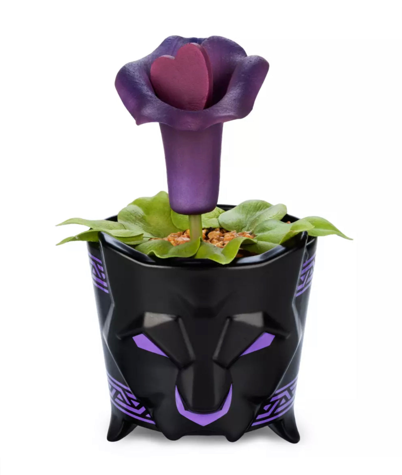 Pantera Rosa Planta Black Panther Maceta Planta Pantera Negra Suculenta – North To You