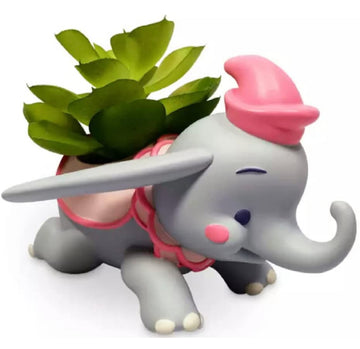 Dumbo Planta Suculenta