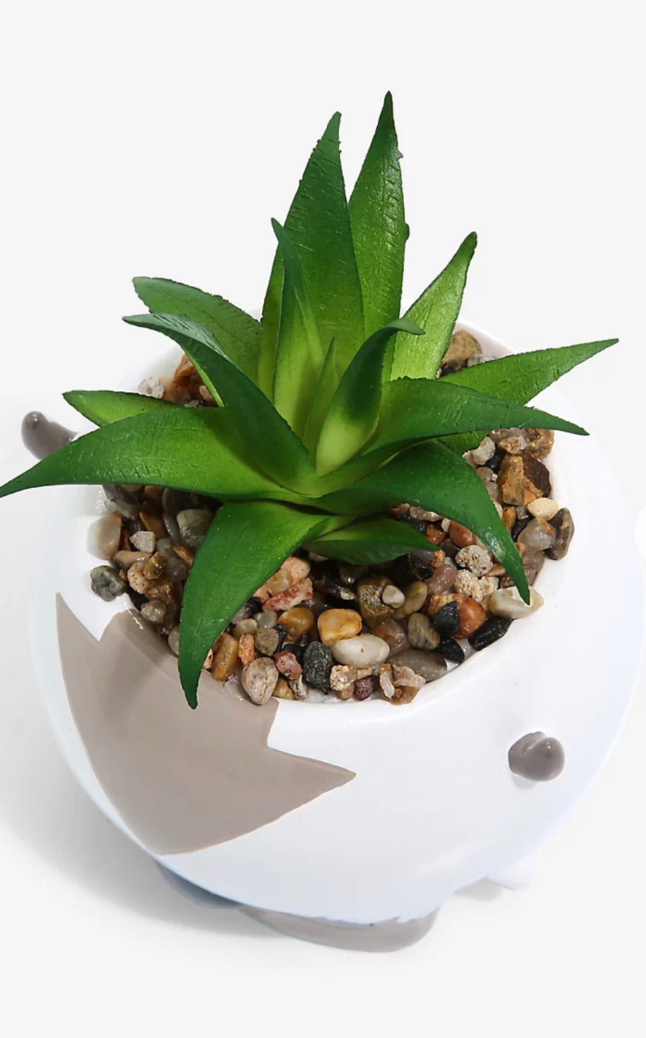 Avatar Planta Suculenta Appa